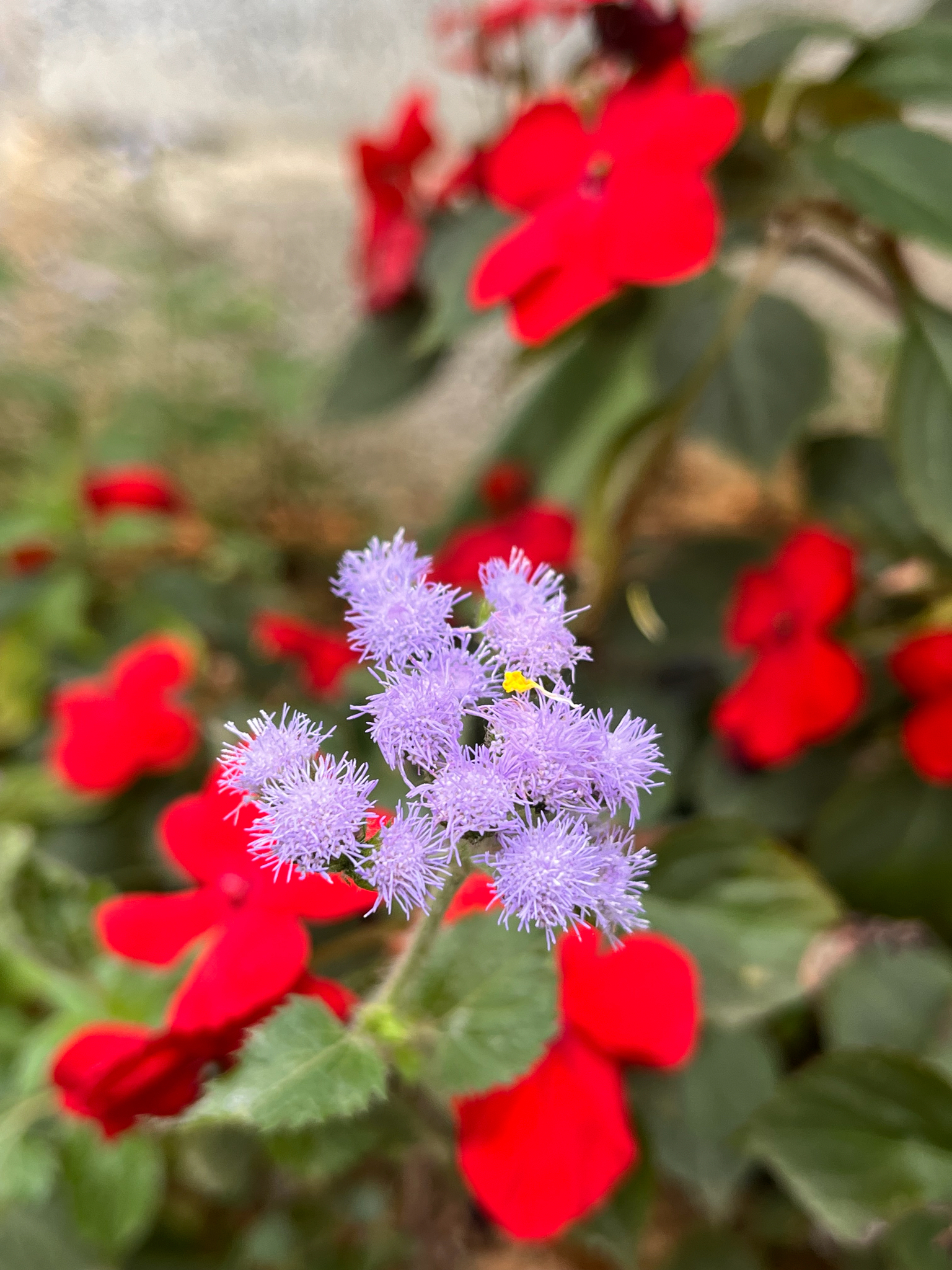 Ageratum houstonianum (Ageratum houstonianum)