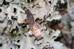 Pseudocyphellaria homoeophylla
