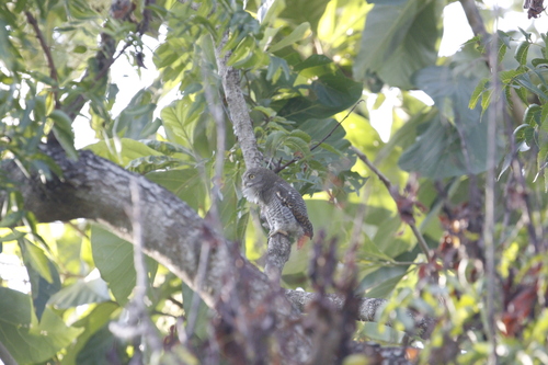 Jungle Owlet (Glaucidium radiatum), photo 10