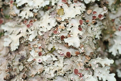 Pseudocyphellaria homoeophylla