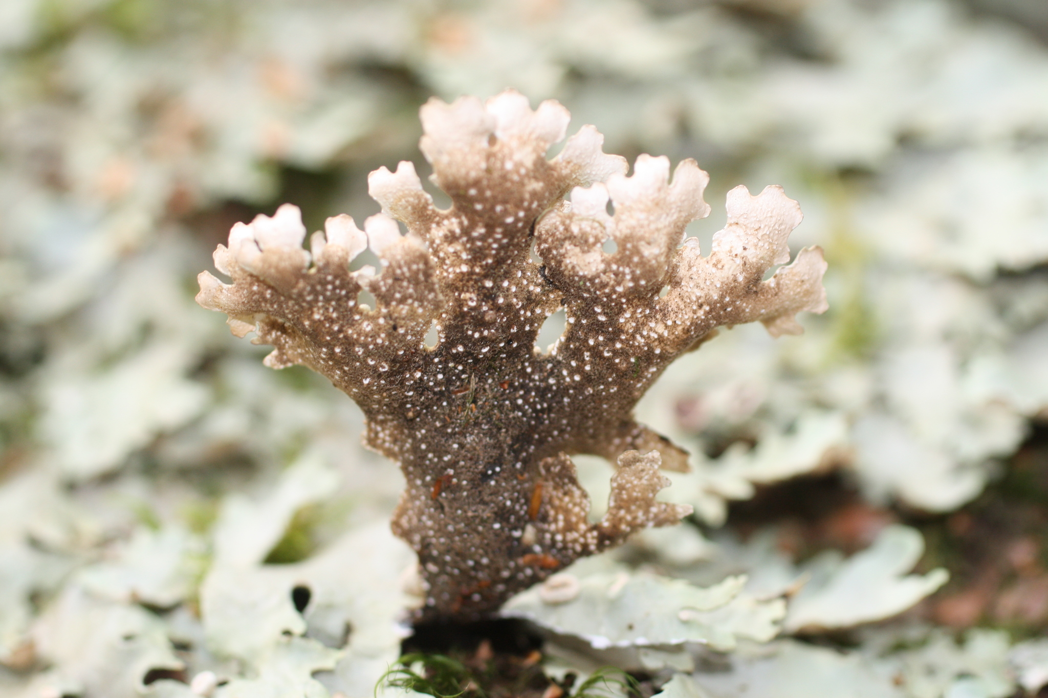 Pseudocyphellaria homoeophylla image
