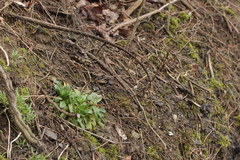 Pucciniastrum epilobii