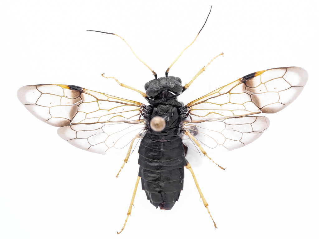 spruce webspinning sawfly