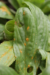 Pucciniastrum epilobii