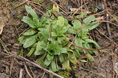 Pucciniastrum epilobii