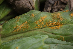 Pucciniastrum epilobii