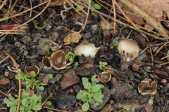 Dissingia leucomelaena