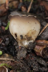 Dissingia leucomelaena