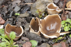 Dissingia leucomelaena