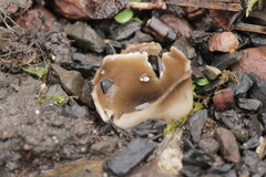 Dissingia leucomelaena