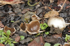 Dissingia leucomelaena