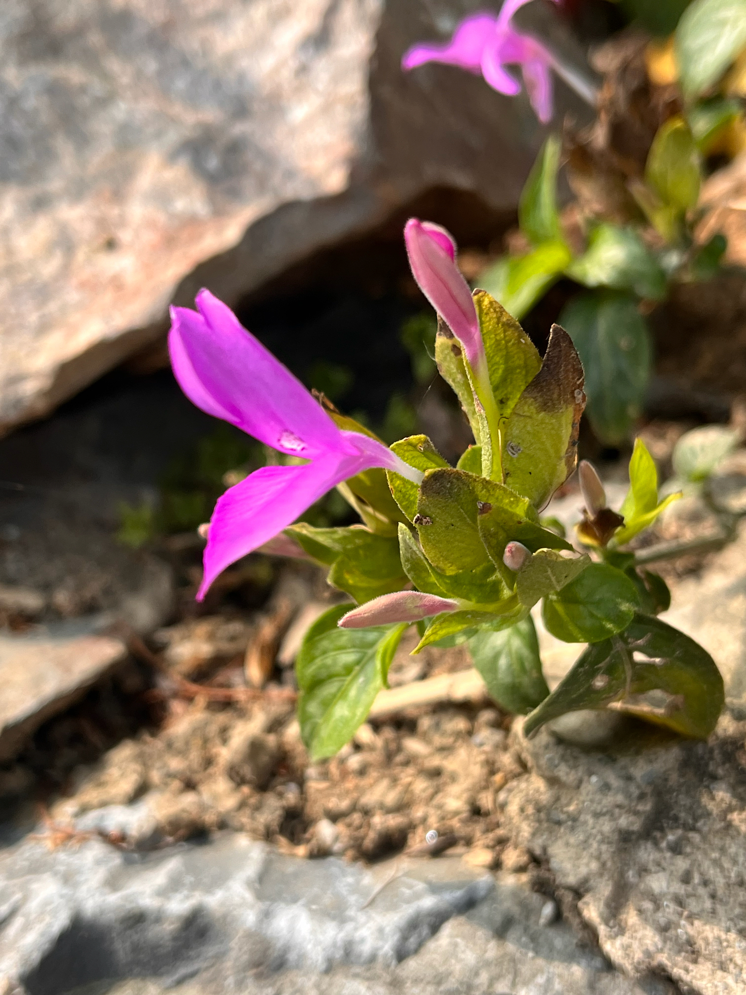 Dicliptera tinctoria — ảnh 2