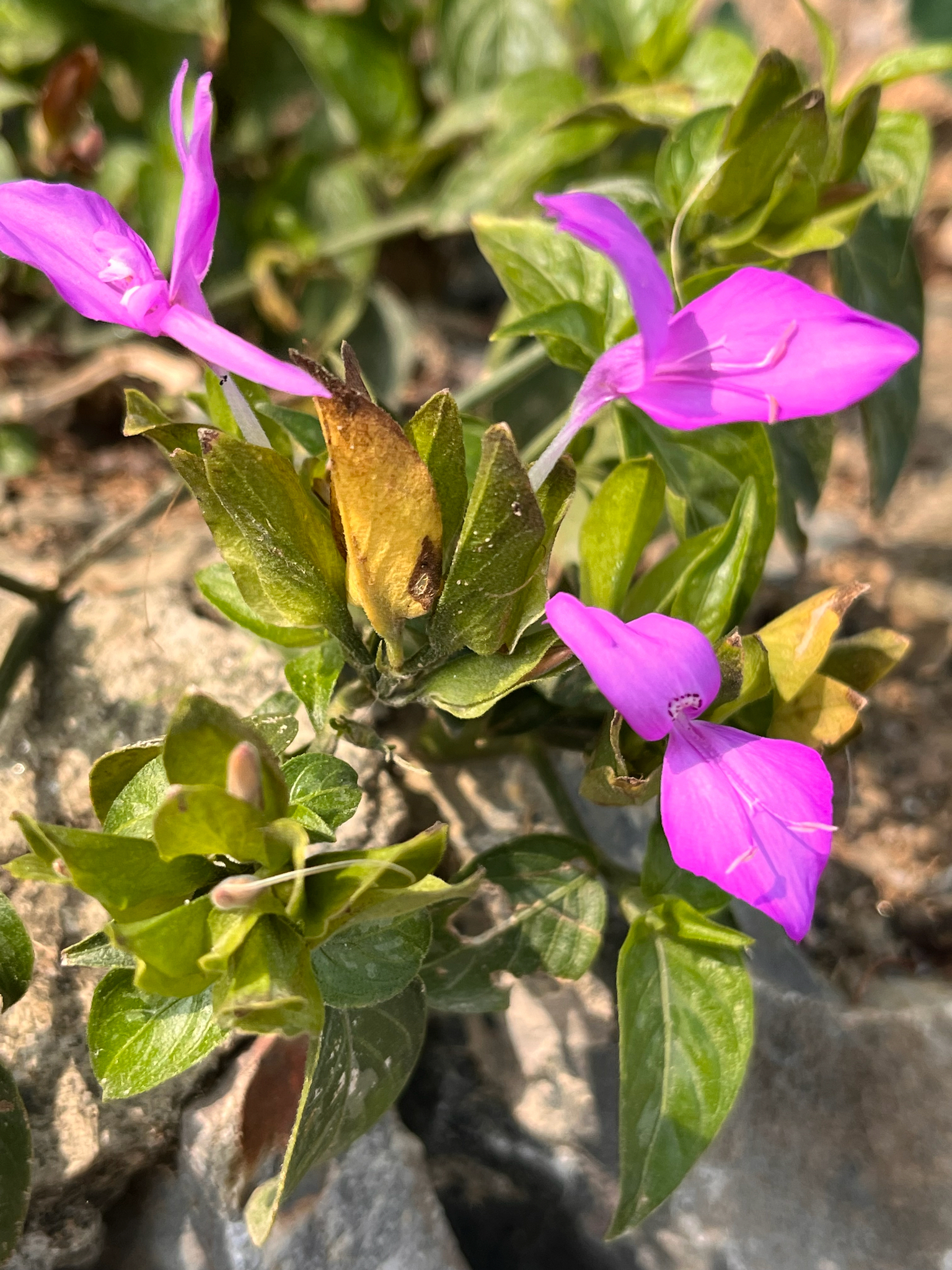 Dicliptera tinctoria — ảnh 3
