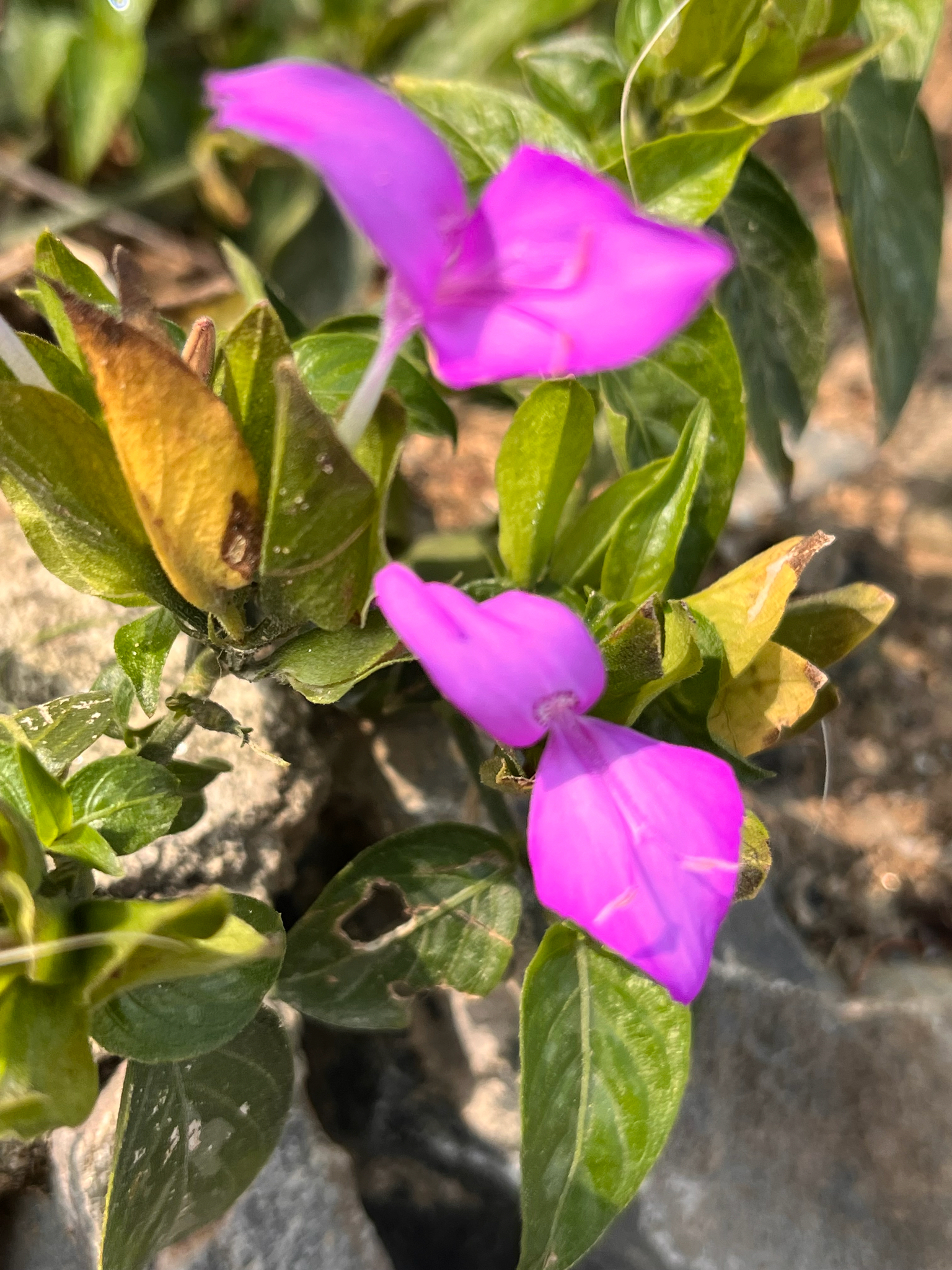 Dicliptera tinctoria (Dicliptera tinctoria)