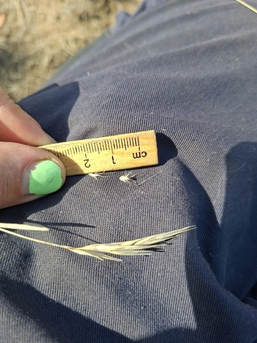 Rytidosperma setaceum observed 2026-03-06