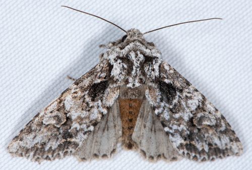 Mottled Oak Woodling Moth photo 3