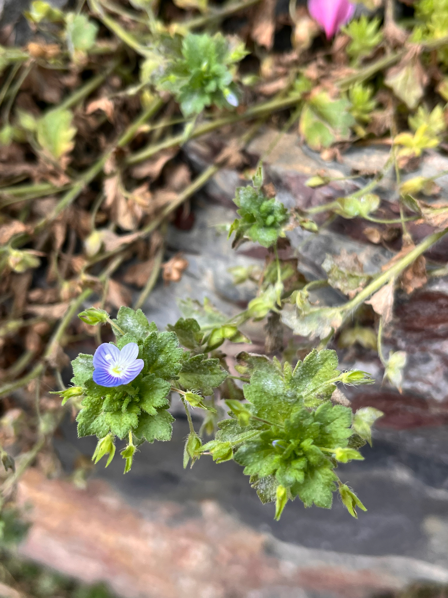 Veronica persica (Veronica persica)