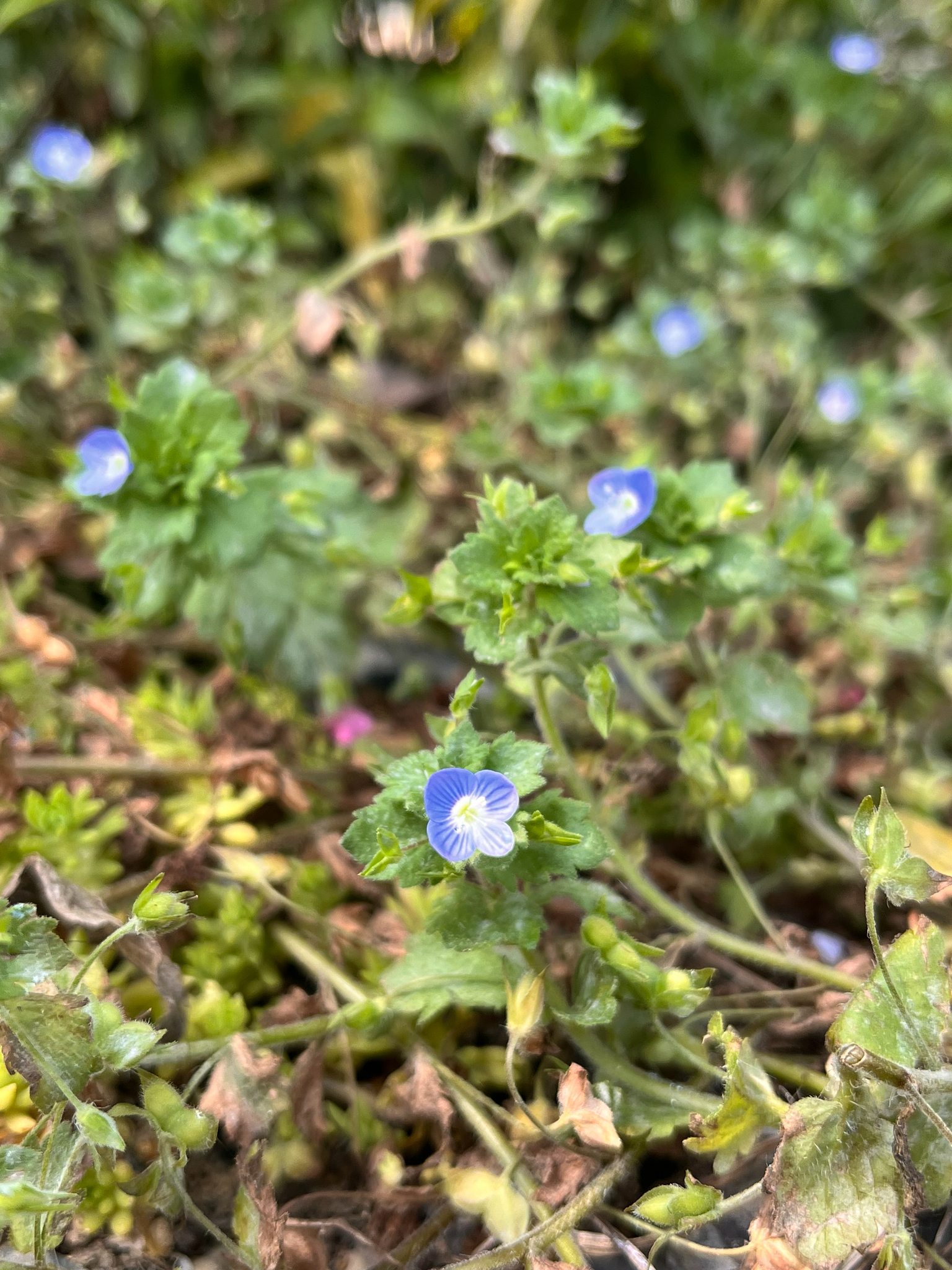 Veronica persica — ảnh 2