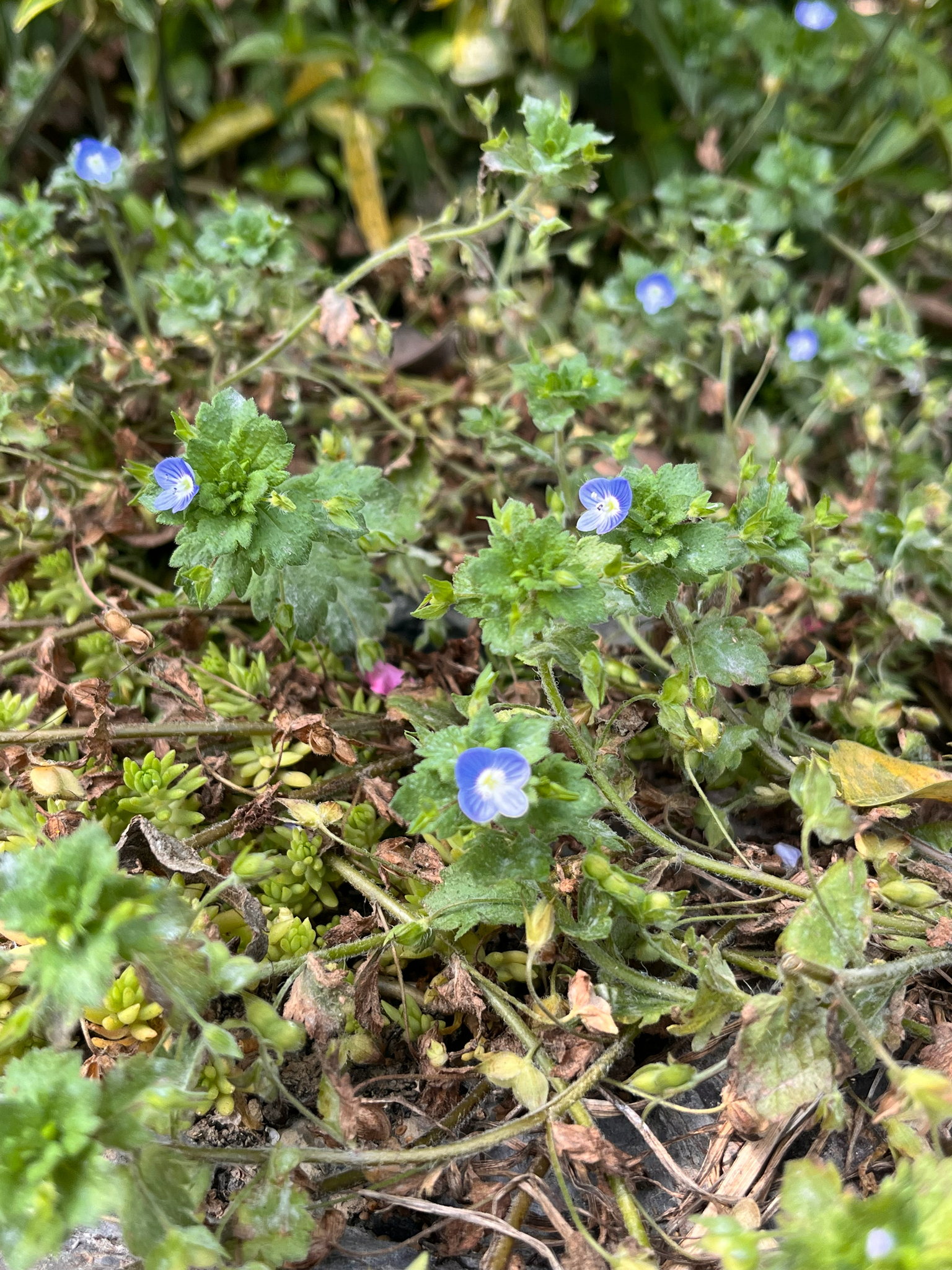 Veronica persica — ảnh 3