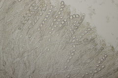 Dissingia leucomelaena