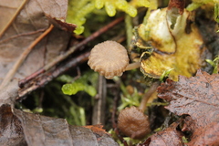 Arrhenia peltigerina