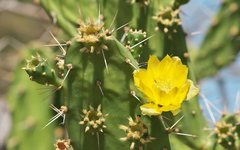 Opuntia caracassana