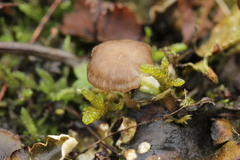 Arrhenia peltigerina
