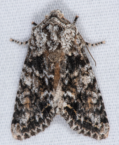 Mottled Oak Woodling Moth photo 4