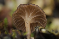 Arrhenia peltigerina