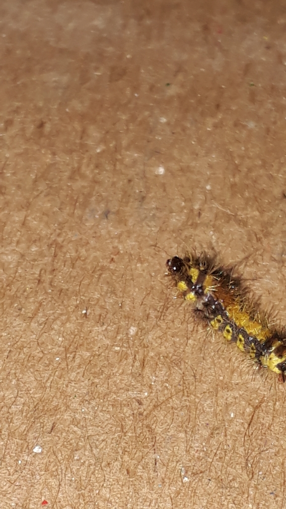 Lophocampa citrina