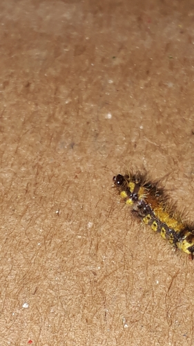 Lophocampa citrina