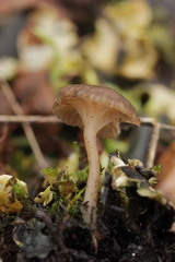 Arrhenia peltigerina