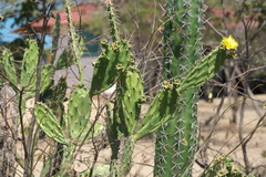 Opuntia caracassana