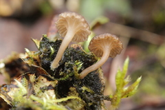 Arrhenia peltigerina