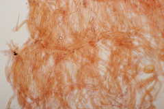 Arrhenia peltigerina