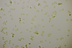 Arrhenia peltigerina