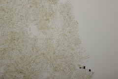 Arrhenia peltigerina