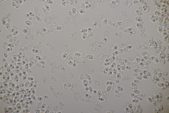 Arrhenia peltigerina