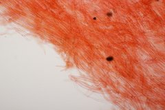 Arrhenia peltigerina