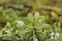 Hyaloperonospora erophilae