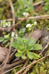 Hyaloperonospora erophilae