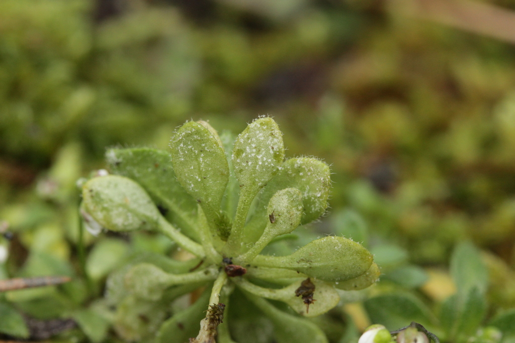 Hyaloperonospora erophilae