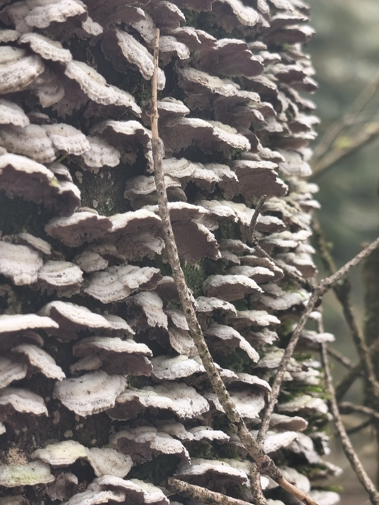 Trichaptum abietinum · March 2026 · photo: © mycototor (iNaturalist, cc-by)