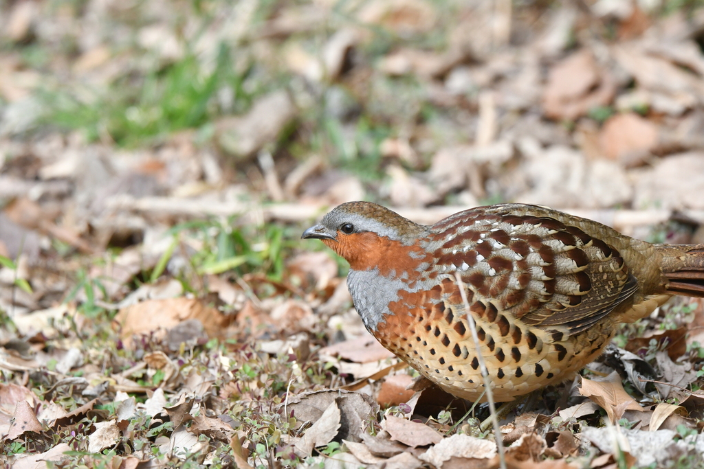 Chinese Bamboo-Partridge from 日本、〒206-0021 東京都多摩市連光寺 on February 14 ...