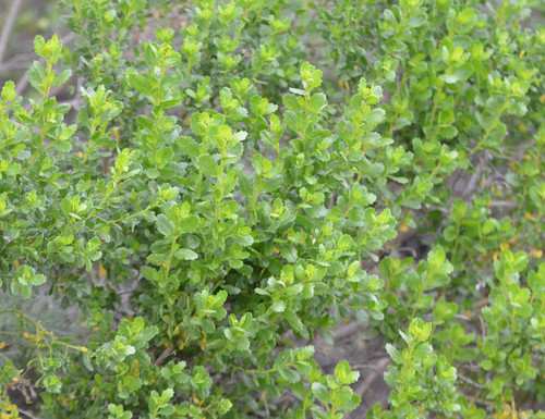 iNaturalist observation photo of coyote brush