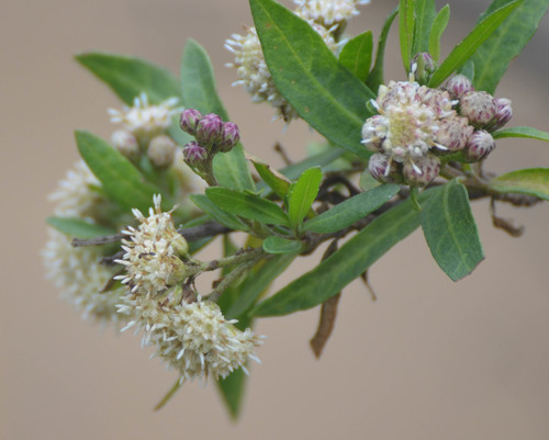 iNaturalist observation photo of mule fat