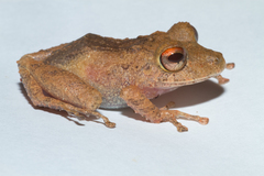 Pristimantis cerasinus