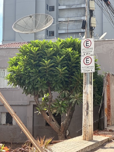 elephant apple
