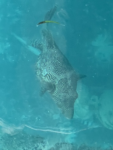 Map Puffer — seen at this dive site