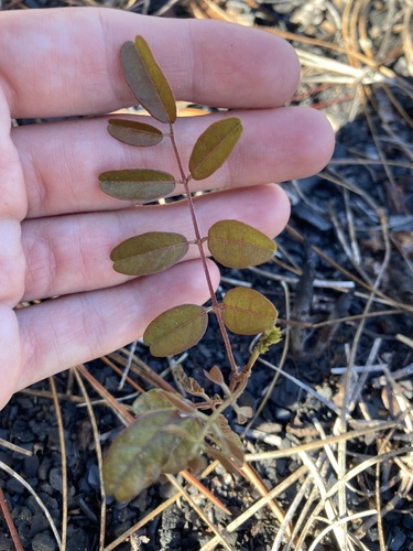 Elliott's milkpea (Galactia elliottii)